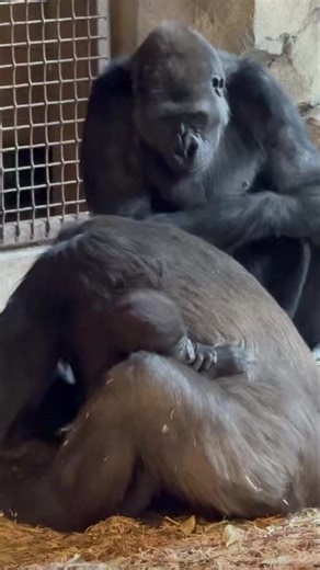Elle holds Mboka Jo’s hand and then gives little kisses. 😘 | Cincinnati Zoo & Botanical Garden