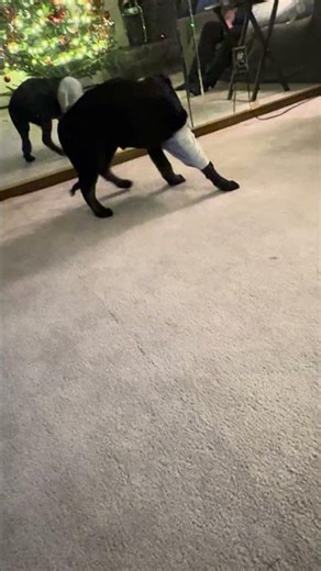 Me as a dog watcher #viral #snow