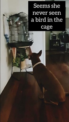 Kelpie Pup Mesmerized by Chirping Budgie 🐶🦜 | Silent Curiosity in Action