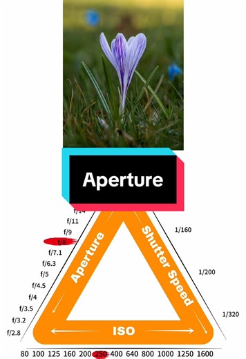 f/2.8 vs. f/22 📸 Which aperture is best for photography ❓ Let this flower 🌸 tell you❗️👇👇👇 @macro.viewpoint #kfconcept #aperture #photographytips #photographers #flowerphotography