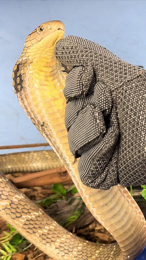 Taming My Pet King Cobra: Building a Bond with Care 🐍