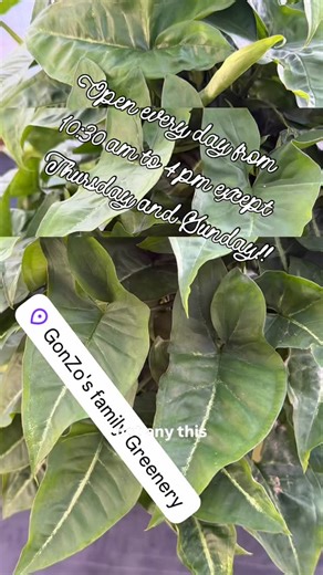 Gonzos family greenery #savingmotherearthoneplantatatime | #hindingem #perfecgifts🎁 #plantsarecheaperthantherapy #savingmotherearthoneplantatatime @gonzosfamilygreenery_ is a small family business... | Instagram