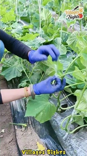 Using ropes to suspend cucumber vines during scientific planting increases yield