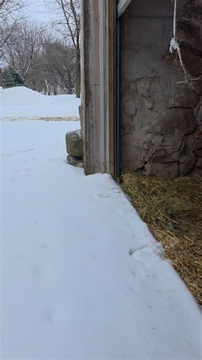 Relaxing Duck ASMR in Minnesota's Winter Wonderland