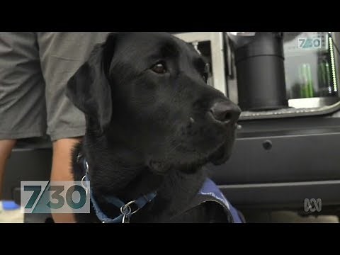 Meet the service dogs helping Australians live their best lives | 7.30