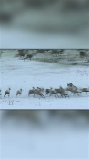 White Wolf Chooses One Caribou and Drops It in the Snow