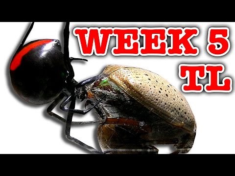 Deadly Spider Vs Christmas Beetle Bug Battle Week 5 Timelapse Educational Video