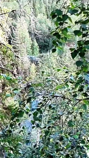 Wild Russian Taiga Adventure: Cliff Edge Camping & Foraging | Northern Karelia #wildernesswanderer