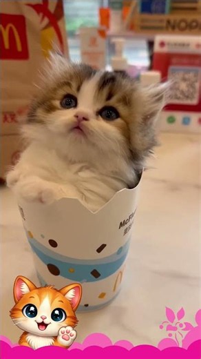 McDonald’s Secret Menu Kitty 🍟🐱 | Whiskers & Wag Styla