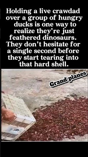 Crayfish vs Feathered Swarm 😱 Nature Battle You Won’t Believe #Crayfish #Wildlife #NatureBattle