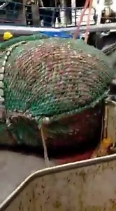 149K views · 1.1K reactions | Splitting the cod-end on a bag of Orange Roughy | On The Deck - Footage from Australia's Commercial Fisherman | Facebook