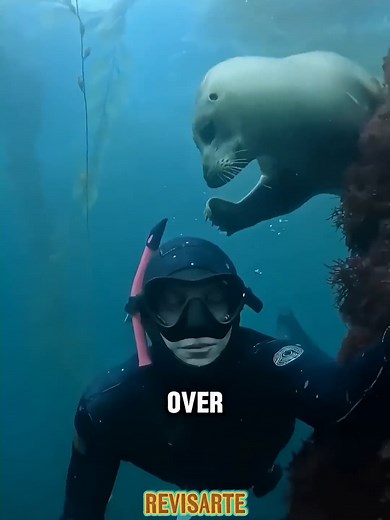 🐾 ¡Estas focas te sorprenderán con su ternura y travesuras! 😍🌊 #shortsfeed#sea #animales#viral #foca