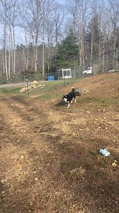 This is Nitro. He is… special. You know, sassy stubborn sometimes spicy husky special. Like a furry fajita on legs. A fajita with no family. Nitro needs a foster or forever home with adults and no other dogs. He is pretty chill for a husky, but not fixed yet(he will be when he gets adopted.) He doesn’t jump, but he can be grumpy and does not get along with other dogs. Kids are a no go at this point. No kids. We have to clear all of the animals out of our shelter by Tuesday and NITRO IS THE ONLY 