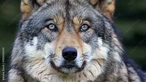 A striking close up of a wolf, highlighting its captivating blue eyes, showcasing the animal's raw beauty and instincts