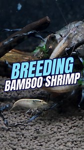 8.4K views · 97 reactions | Breeding Bamboo Shrimp - can it be done?!...