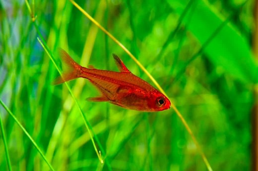Ember Tetra Guide: Care, Lifespan, Diet, Size & More - Fish Laboratory