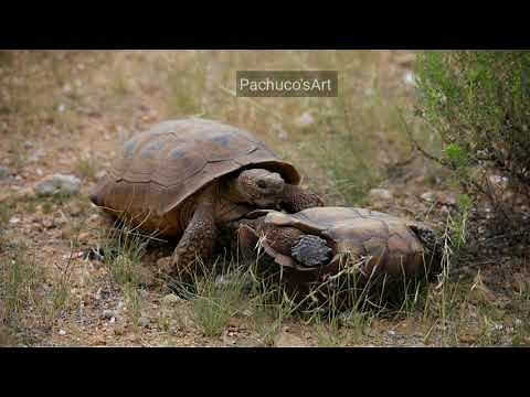 Scary desert tortoise fight!