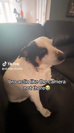 Adorable Shy Dog Meme Moments