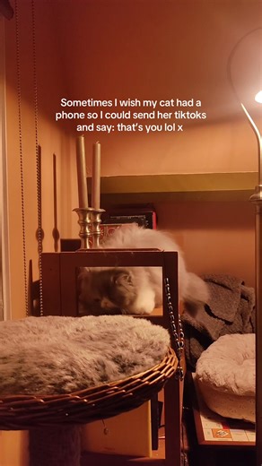 Adorable Persian Cat Moments on TikTok