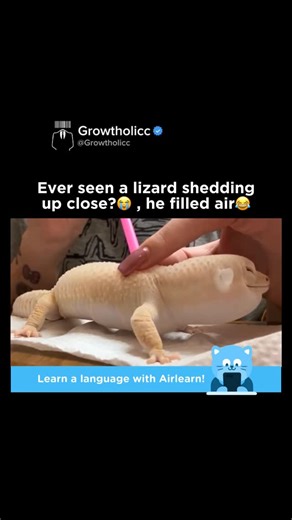 GrowtHolicc on Instagram: "Lizards shed their skin naturally as they grow + . In this video, gentle air helps loosen the old skin, making the shedding process easier. Shedding not only allows growth but also removes parasites and keeps their scales healthy. . . . . #trendingreels #didyouknow #mindblowing #explore #viral #knowledge #usa #growtholicc #fact #lizard #shedding"