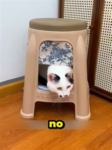 Casa casera para gatos: fácil y económica