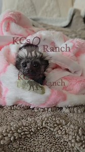 9.3K views · 343 reactions | "Daisy May" hanging out. #Daisy #prettygirl #tamarin #Pink #babygirl #mybuddy | KCs Ranch | Facebook
