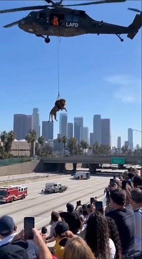 VIRAL! LA Freeway Halts for SHOCKING Lion Rescue!