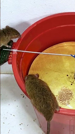 Easy mouse trap from household items that really works #diy #mousetrap #mouse 9