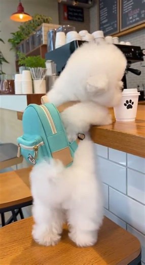 A tiny adorable Bichon Frise puppy wearing a small cute backpack #dog #viral