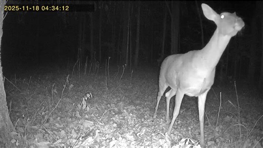Watch Cellular Trail Camera on Amazon Live