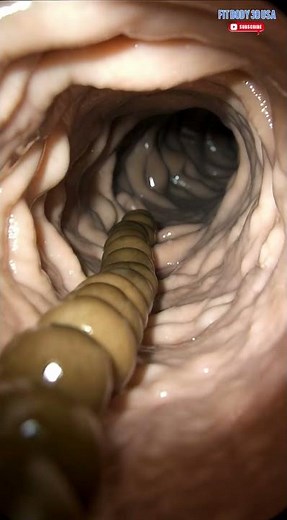 Realistic Intestine 3D Animation Digestive Flow Inside View