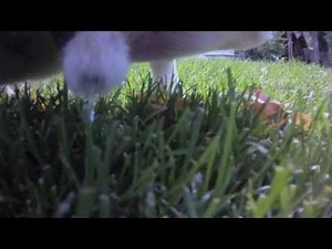 Dog Pees To Find Out How Much Water Is In A Watermelon?