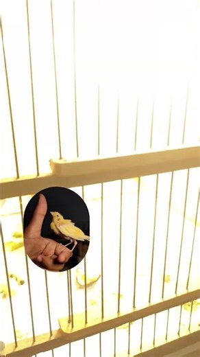 check out the coolest cages