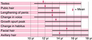 Male Reproductive Endocrinology - Genitourinary Disorders - Merck Manual Professional Edition