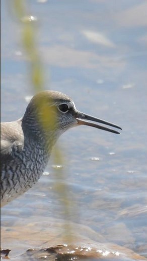 A Grey-tailed Tattler Calling as It Walks Along the Estuar | 河口を鳴きながら歩くキアシシギ