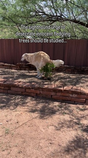 No bush, shrub or tree is safe…. #borzoi #doglife #sighthound #weird #dogs