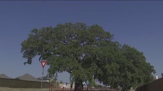 400 year old tree to be relocated soon