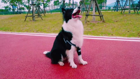 Dog Elbow Brace for Pets Elbow Dysplasia, Shoulder Dislocation - Offers Elbow Support, , Reflective Pet Recovery Suit Taper Collar Alternative, Helps Wound Healing, Prevents Licking and Biting, S