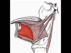 function of genioglossus muscle