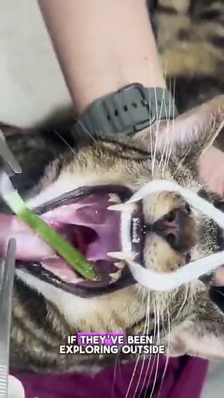 A cat was brought into a veterinary clinic showing mild discomfort, frequent swallowing, and unusual behaviour.During the examination, the vet inspected its throat and discovered a long blade of grass lodged inside. Using forceps, it was carefully removed.