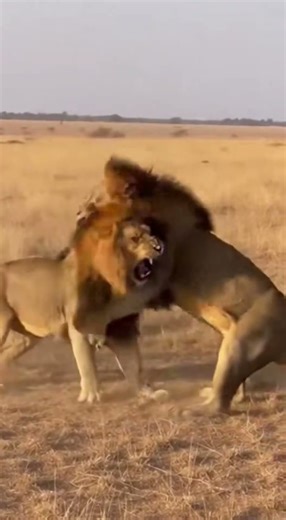 Lion vs Lion - BRUTAL Ending 🔥 #viral