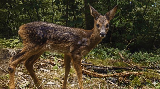 Hidden forest camera reveals baby deer by a stream