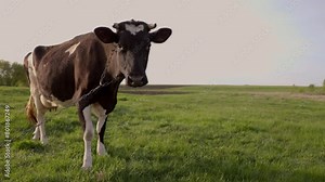 Funny Cow Walks Right Into Camera. Dairy Cow Grazing in Meadow. Cattle in Pasture