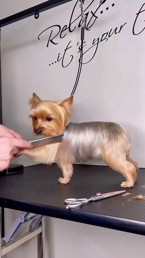 Yorkie Grooming Guide: Top Haircuts and Tips with Scissors