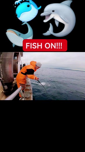 Fish lasagna - easy recipe with cod and vegetables. How to make cod lasagna Slice the squash and dice the pepper. Rinse the spinach and toss it dry. Peel and chop the onion. Heat the oil in a pan and fry the onion, squash and pepper. Roast for approx. 5 minutes. Add the spinach and pressed garlic and let the spinach collapse a little. Season with flake salt and pepper. Take the pan off the heat. Bechamel: Melt the butter in a pan over a good heat. Add wheat flour and whisk together. Add the milk