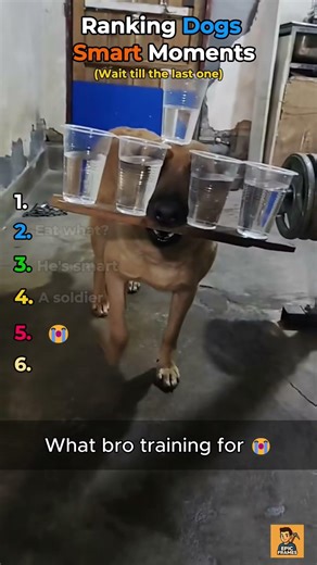 Top 5 dogs smart moments + Bonus!#funny #dog #smart