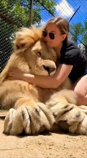 The Heartbeat of the King: A Lion’s Gentle Hug 🦁❤️