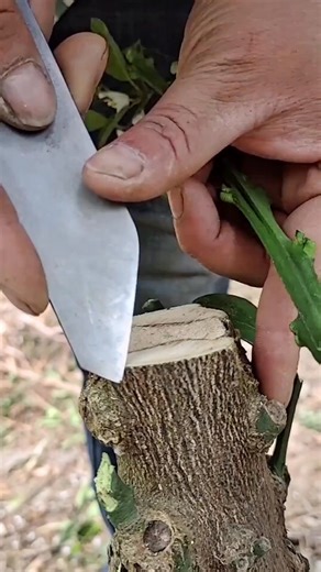 347K views · 715 reactions | Best Grafting Techniques for Fruit Trees | Gardening & Plant Care Guide | Cool Advantage | Facebook
