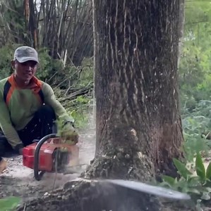 A professional skill man cutting down tree | Making Video
