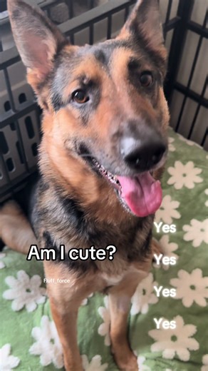 #ApolloTheRescueGSD #FluffForce3 #FluffForce3